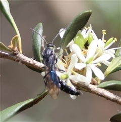 Rhagigaster ephippiger at Hughes, ACT - 22 Jan 2025 11:16 AM