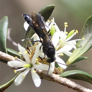 Rhagigaster ephippiger at Hughes, ACT - 22 Jan 2025 11:16 AM