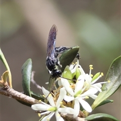 Rhagigaster ephippiger at Hughes, ACT - 22 Jan 2025 11:16 AM