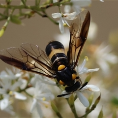 Pterygophorus cinctus (Bottlebrush sawfly) at Hughes, ACT - 22 Jan 2025 by LisaH