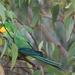 Polytelis swainsonii (Superb Parrot) at Hughes, ACT - 23 Jan 2025 by LisaH