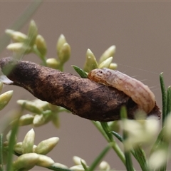 Unidentified Moth (Lepidoptera) at Deakin, ACT - 23 Jan 2025 by LisaH