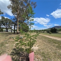 Acacia decurrens (Green Wattle) at Mawson, ACT - 30 Jan 2025 by Mike