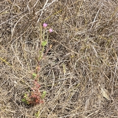 Epilobium sp. (A Willow Herb) at Mawson, ACT - 30 Jan 2025 by Mike