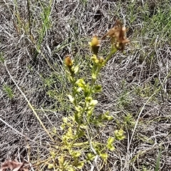 Unidentified Other Wildflower or Herb at Mawson, ACT - 30 Jan 2025 by Mike