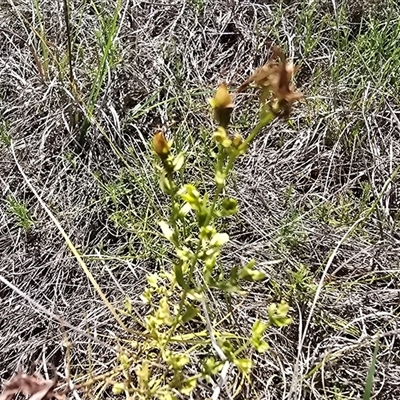 Unidentified Other Wildflower or Herb at Mawson, ACT - 30 Jan 2025 by Mike