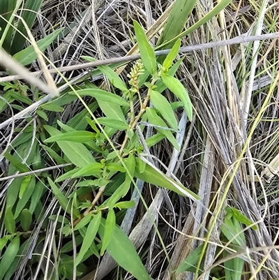 Persicaria sp. at Mawson, ACT - 30 Jan 2025 by Mike