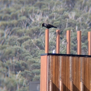 Corvus coronoides at Falls Creek, VIC - 25 Jan 2025 04:58 PM