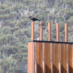 Corvus coronoides at Falls Creek, VIC - 25 Jan 2025 04:58 PM