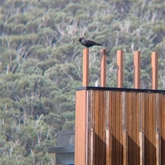 Corvus coronoides at Falls Creek, VIC - 25 Jan 2025 04:58 PM