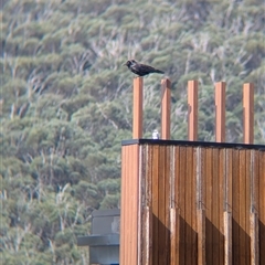 Corvus coronoides at Falls Creek, VIC - 25 Jan 2025 04:58 PM