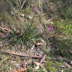 Stylidium armeria subsp. armeria at Falls Creek, VIC - 25 Jan 2025 05:42 PM