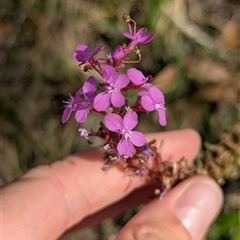 Stylidium armeria subsp. armeria at Falls Creek, VIC - 25 Jan 2025 05:42 PM