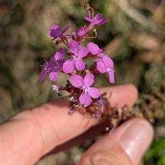 Stylidium armeria subsp. armeria at Falls Creek, VIC - 25 Jan 2025 05:42 PM