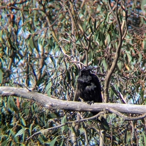 Corvus coronoides (Australian Raven) at Falls Creek, VIC by Darcy