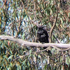 Corvus coronoides at Falls Creek, VIC - 25 Jan 2025 05:50 PM