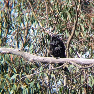 Corvus coronoides at Falls Creek, VIC - 25 Jan 2025 05:50 PM