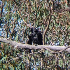 Corvus coronoides at Falls Creek, VIC - 25 Jan 2025 05:50 PM
