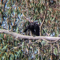 Corvus coronoides at Falls Creek, VIC - 25 Jan 2025 05:50 PM