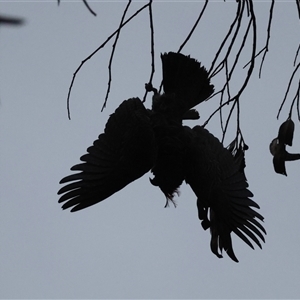 Callocephalon fimbriatum (Gang-gang Cockatoo) at Hughes, ACT by LisaH