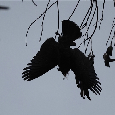 Callocephalon fimbriatum (Gang-gang Cockatoo) at Hughes, ACT - 23 Jan 2025 by LisaH