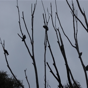 Callocephalon fimbriatum at Hughes, ACT - suppressed