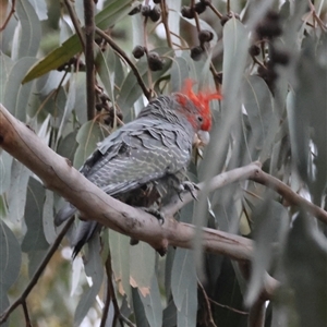 Callocephalon fimbriatum at Hughes, ACT - suppressed