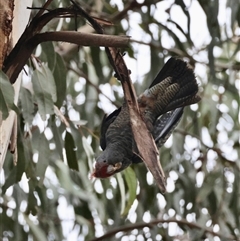 Callocephalon fimbriatum at Hughes, ACT - suppressed