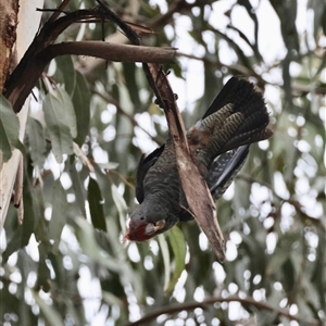 Callocephalon fimbriatum at Hughes, ACT - suppressed