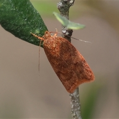 Garrha costimacula (A Concealer moth (Wingia Group)) at Hughes, ACT - 30 Jan 2025 by LisaH