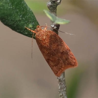 Garrha costimacula (A Concealer moth (Wingia Group)) at Hughes, ACT - 30 Jan 2025 by LisaH