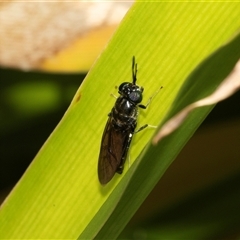 Hermetia illucens (American Soldier Fly) at Higgins, ACT - 28 Jan 2025 by AlisonMilton