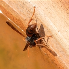 Polistes sp. (genus) (Unidentified paper wasp) at Higgins, ACT - 27 Jan 2025 by AlisonMilton