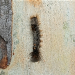 Unidentified Noctuoid moth (except Arctiinae) at Higgins, ACT - 27 Jan 2025 by AlisonMilton