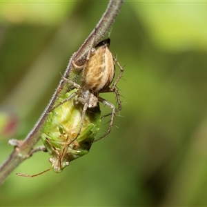 Oxyopes sp. (genus) (Lynx spider) at Higgins, ACT by AlisonMilton