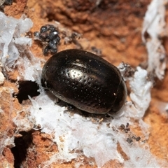 Chrysolina quadrigemina (Greater St Johns Wort beetle) at Higgins, ACT - 28 Jan 2025 by AlisonMilton