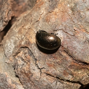 Chrysolina quadrigemina at Higgins, ACT - 28 Jan 2025 07:47 AM