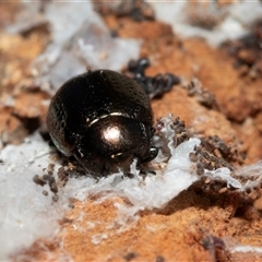 Chrysolina quadrigemina at Higgins, ACT - 28 Jan 2025 07:47 AM