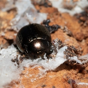 Chrysolina quadrigemina at Higgins, ACT - 28 Jan 2025 07:47 AM