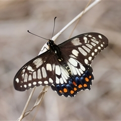 Papilio anactus at Deakin, ACT - 23 Jan 2025 by LisaH