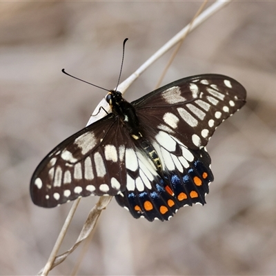 Papilio anactus (Dainty Swallowtail) at Deakin, ACT - 23 Jan 2025 by LisaH