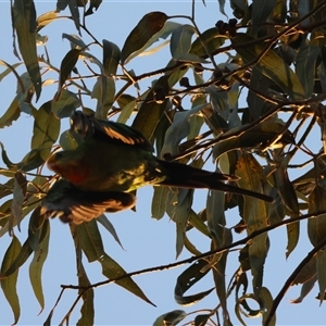 Polytelis swainsonii (Superb Parrot) at Hughes, ACT by LisaH