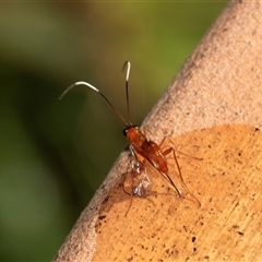 Ichneumonidae (family) (Unidentified ichneumon wasp) at Higgins, ACT - 28 Jan 2025 by AlisonMilton