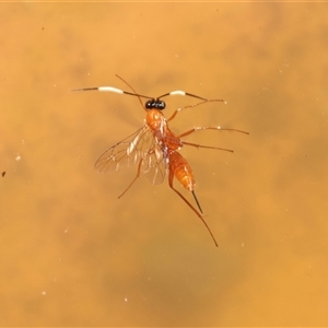 Ichneumonidae (family) at Higgins, ACT - 28 Jan 2025 08:30 AM