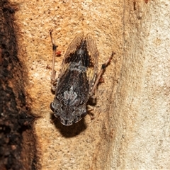 Stenocotis depressa (Leafhopper) at Higgins, ACT - 27 Jan 2025 by AlisonMilton