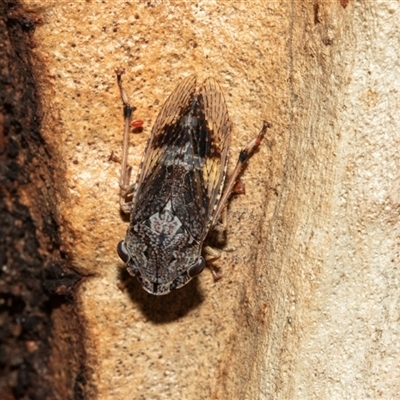 Stenocotis depressa (Leafhopper) at Higgins, ACT - 27 Jan 2025 by AlisonMilton