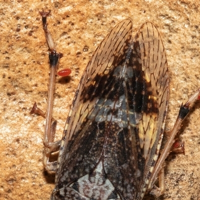 Acari (informal subclass) (Unidentified mite) at Higgins, ACT - 28 Jan 2025 by AlisonMilton