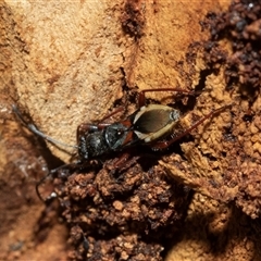 Daerlac cephalotes (Ant Mimicking Seedbug) at Higgins, ACT - 27 Jan 2025 by AlisonMilton