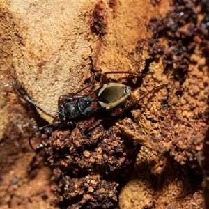 Daerlac cephalotes at Higgins, ACT - 28 Jan 2025 07:37 AM