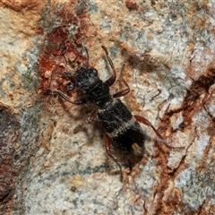 Lemidia accincta (Clerid beetle) at Higgins, ACT - 27 Jan 2025 by AlisonMilton